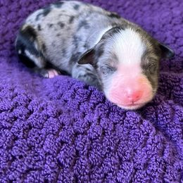 Boy 4 - Miniature Australian Shepherd puppy in Buchanan, Georgia from Stanleyville Farm Mini Aussies