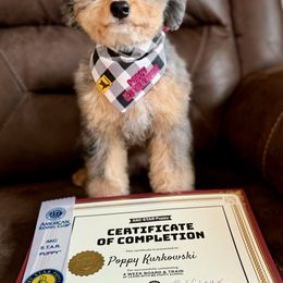 Australian Labradoodle, Bernedoodle, Cavapoo, and Poodle Puppies from Walk with Me Doodles