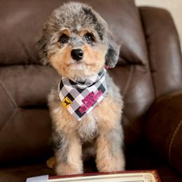 Australian Labradoodle, Bernedoodle, Cavapoo, and Poodle Puppies from Walk with Me Doodles