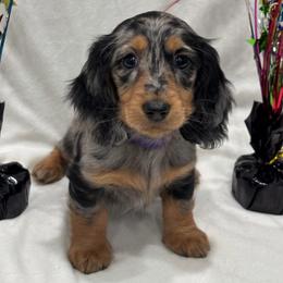 Dark purple collar - Dapple female Dachshund puppy in Chicago, Illinois from RGZ Doxies