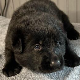 Girl 2 - purple collar - Black female German Shepherd puppy in Sharon Grove, Kentucky from Julie’s Shepherds