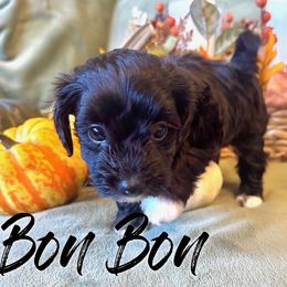 Bon Bon - Black female Havapoo puppy in Marion, North Carolina from Puddles' Puppies