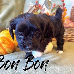 Bon Bon - Black female Havapoo puppy in Marion, North Carolina from Puddles' Puppies