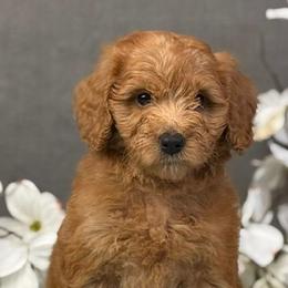 Kali - Apricot female Goldendoodle puppy in Norton, Ohio from Keepsake Doodles
