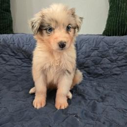 Jill - Blue merle female Australian Shepherd puppy in Abilene, Texas from S&K Aussies N' Rotties