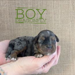 Dragonfly - Blue merle male Bernedoodle puppy in Cambridge, Minnesota from Country Meadow Doodles