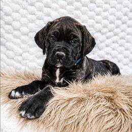 Blue collar - Black brindle female Cane Corso puppy in Fritch, Texas from Carrie Brown's Cane Corsos