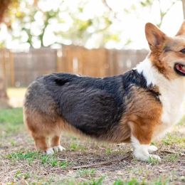 American Corgi and Pembroke Welsh Corgi All Grown Up from Constellation Corgi