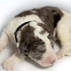 Kimi - Merle Double Doodle puppy in Houston, Texas from Texas Castle Doodles