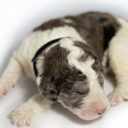 Kimi - Merle Double Doodle puppy in Houston, Texas from Texas Castle Doodles