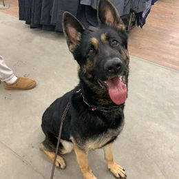 Cane Corso and German Shepherds from Mormaxx Kennel
