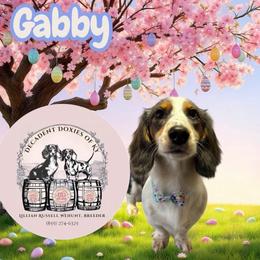 Gabby - Dachshund