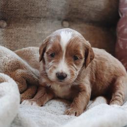 Matcha - Apricot female Goldendoodle puppy in Atlanta, Georgia from Cedarcrest Goldendoodles