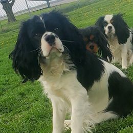 Fez - Cavalier King Charles Spaniel