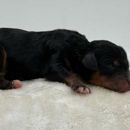 Shinning Armor - Tri-color male Bernedoodle puppy in Clermont, Florida from Shadow Bernedoodles & Dog Training