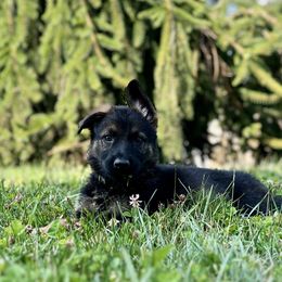 Boy 3 - Sable German Shepherd puppy in Princeton, West Virginia from Bright Haus German Shepherds