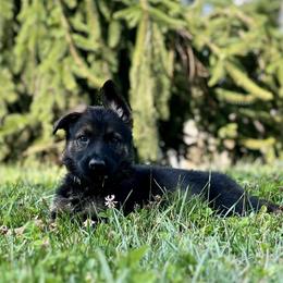 Boy 3 - Sable German Shepherd puppy in Princeton, West Virginia from Bright Haus German Shepherds