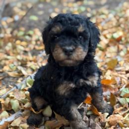 Venice - Phantom female Bernedoodle puppy in Longmont, Colorado from Colorado Miniature Bernedoodle Puppies