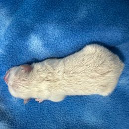 Boy 1 - White male Pomeranian puppy in Decatur, Iowa from Lisa Greenhalgh