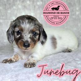 JUNEBUG - Dapple female Dachshund puppy in Columbia, Louisiana from Diamond 5R Ranch AKC & CKC Miniature Dachshunds