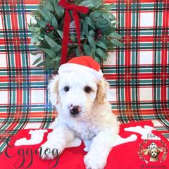 Eggnog - male Australian Mountain Doodle puppy in Land O' Lakes, Florida from Olive’s Little Farmhouse Doodles