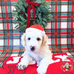Eggnog - male Australian Mountain Doodle puppy in Land O' Lakes, Florida from Olive’s Little Farmhouse Doodles
