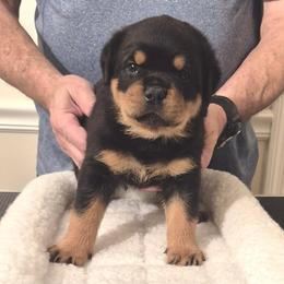 George- Blue collar boy 7 - Black and mahogany male Rottweiler puppy in Carnesville,, Georgia from Von Knopf Rottweilers
