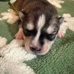 Nebula - Gray and white female Siberian Husky puppy in Upton, Massachusetts from Toe Bean Huskies