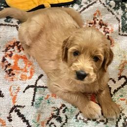 Bashful-Yellow - Apricot male Goldendoodle puppy in Bay City, Texas from Charming Doods Goldendoodles