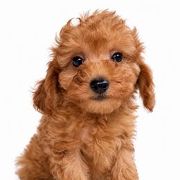 Teddy-ToyF1bb - Red male Cavapoo puppy in Warrensburg, Missouri from Supreme Doodles