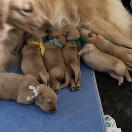 Golden Retriever Puppies from Gail’s Goldens