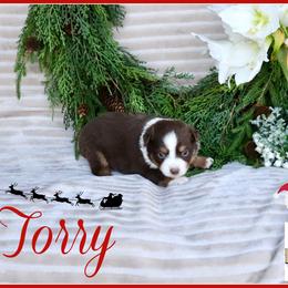 Torry - Red tri female Miniature Australian Shepherd puppy in Madisonville, Texas from Flying LL Aussies
