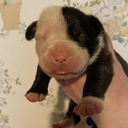 5 - female Alapaha Blue Blood Bulldog puppy in Grafton, Ohio from Eclipse Alapaha Kennels
