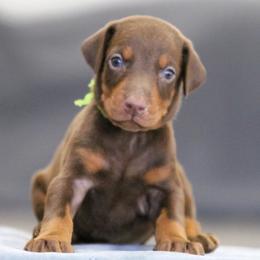 Sunfyre - 5350 - Red and rust male Doberman Pinscher puppy in Rockwall, Texas from Elitehaus