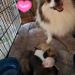 Girl 1 - White female Pomeranian puppy in Lore City, Ohio from Tonia's Pomeranians