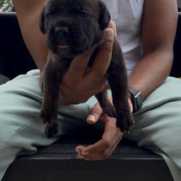 Girl 1 - Chestnut brindle female Cane Corso puppy in Sienna, Texas from Robinson Elite Corsos