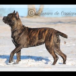 Salvina - Cane Corso