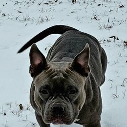 American Bully All Grown Up from ArK9 Capabulls