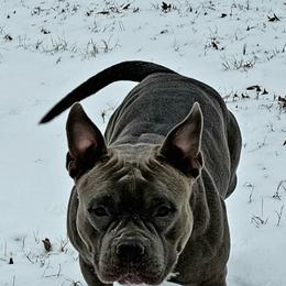 American Bully All Grown Up from ArK9 Capabulls