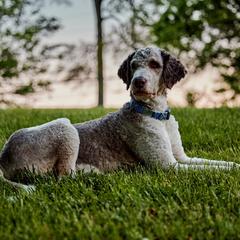 Fitz - Saint Berdoodle