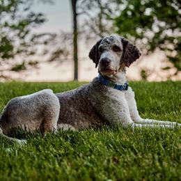 Fitz - Saint Berdoodle