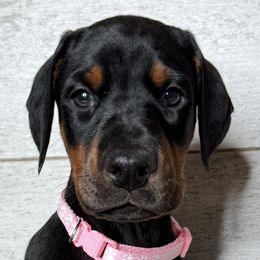 Girl 2 - Black and rust female Doberman Pinscher puppy in West Farmington, Ohio from JM Dobermans