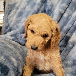 Cookie,  pink - Apricot female Goldendoodle puppy in Blountsville, Alabama from Southern Charm Goldendoodles