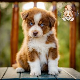 Merry - Red tri-color female Australian Shepherd puppy in Buena Vista, Colorado from Wigglebutts Unlimited