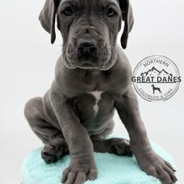 Patty - Blue female Great Dane puppy in Sac City, Iowa from Northern Great Danes of Colorado & Iowa