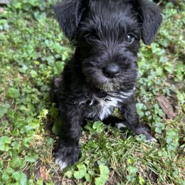 Miniature Schnauzer Puppies from Home Sweet Home Schnauzers