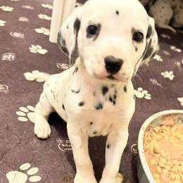Ariadne, Phoebe, Electra, or Penelope - White and black female Dalmatian puppy in Toledo, Ohio from Exquisite Dalmatians & Standard Poodles