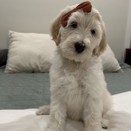 Labradoodle and Poodle Puppies from Lucky Labradoodles