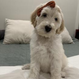 Labradoodle and Poodle Puppies from Lucky Labradoodles