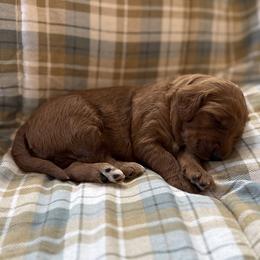 Girl 2 - female Goldendoodle puppy in Fayetteville, Arkansas from Mountain Grove Doodles